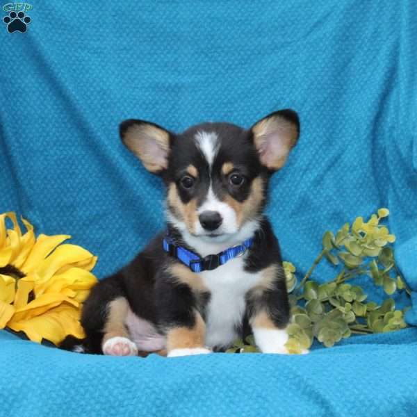 Pepper, Pembroke Welsh Corgi Puppy